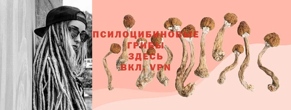 хмурый Аркадак