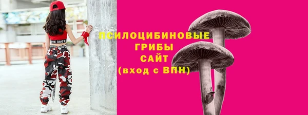 хмурый Аркадак